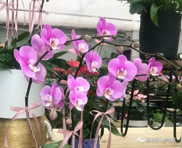 露养长势旺的蝴蝶兰盆栽 搬到室内养护以后 一天不如一天快死苗 腾讯新闻