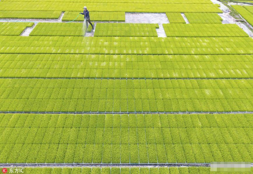 日本农业(一)水稻大米篇