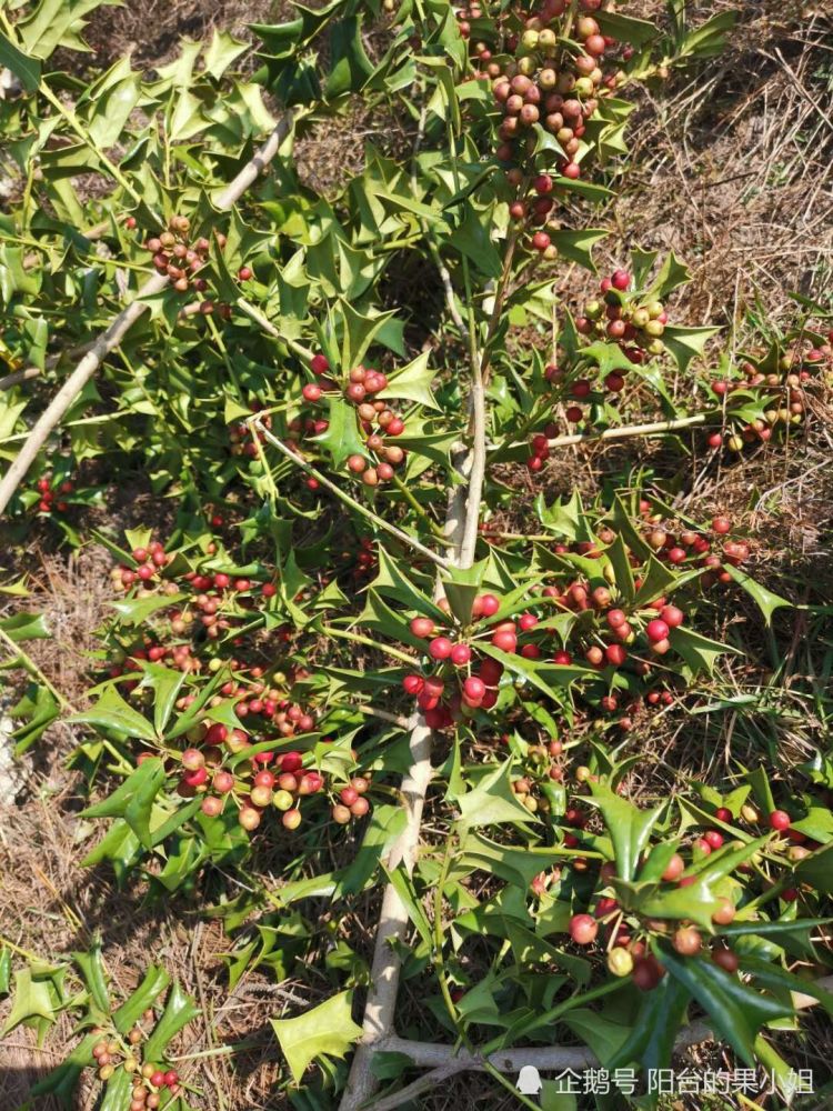 与圣诞有关的冬青