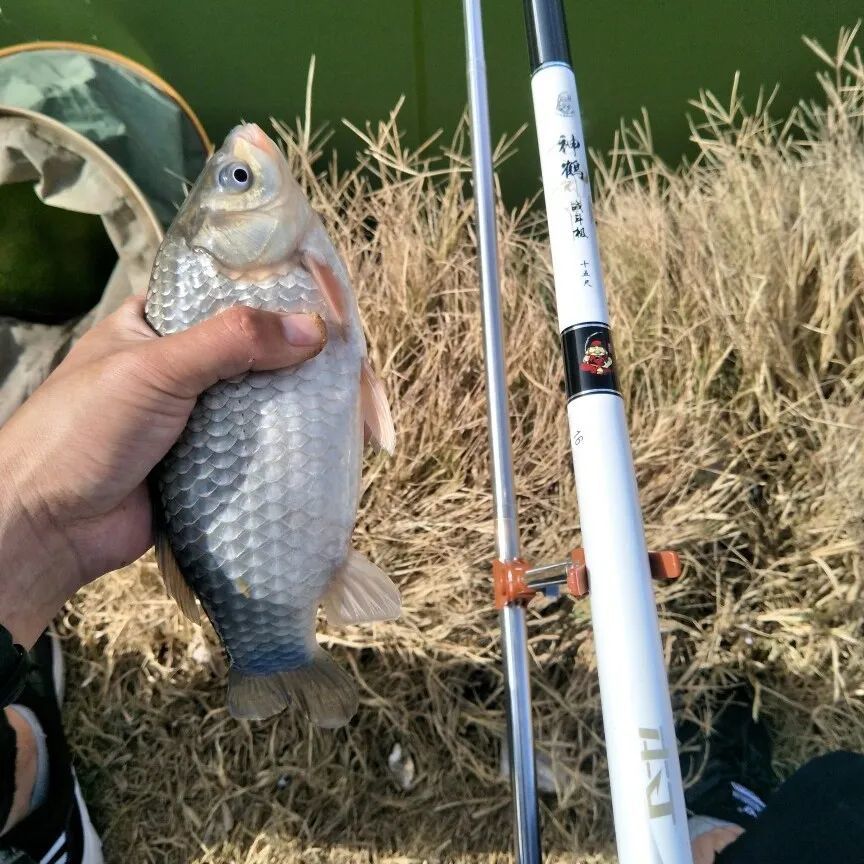 【乾貨】釣鯽魚最佳線組搭配法,一看就會!