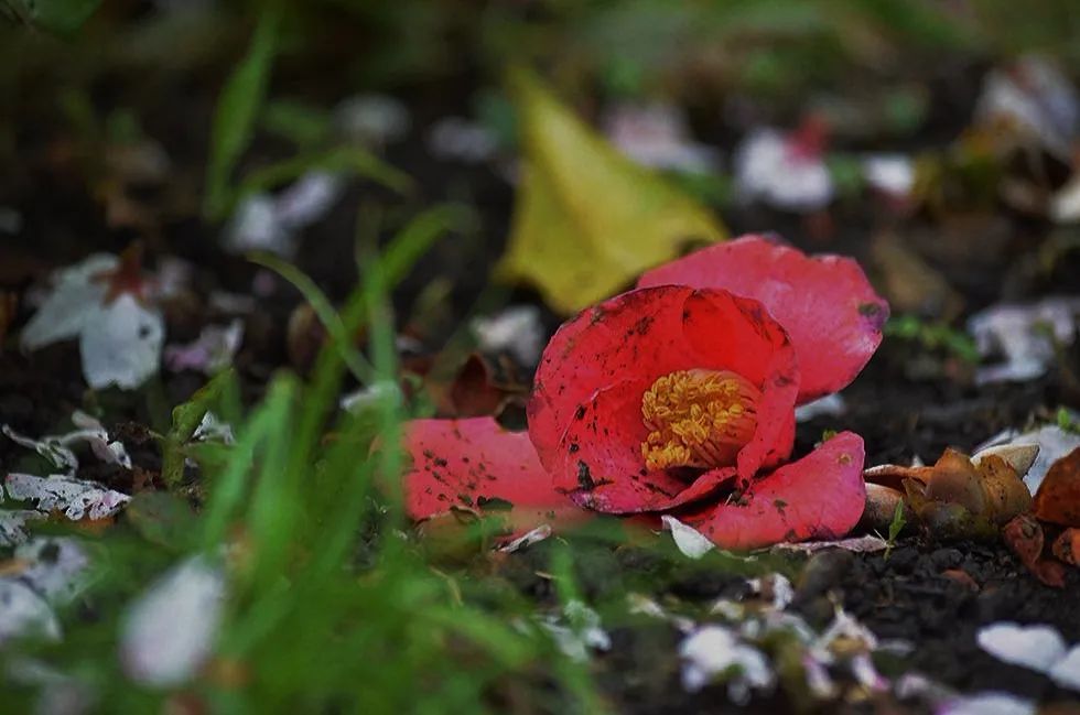 花道|椿,花落之时_腾讯新闻