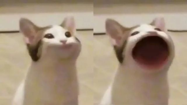 每次看到这只阿巴阿巴猫 就会不由自主滴对自己啵啵 阿巴阿巴 猫咪