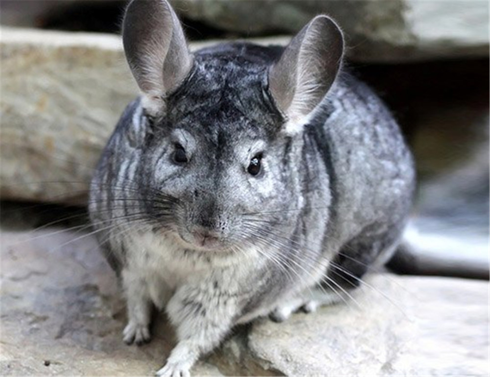 大耳老鼠龙猫险些亡于皮草却也因皮草畅销得到喘息