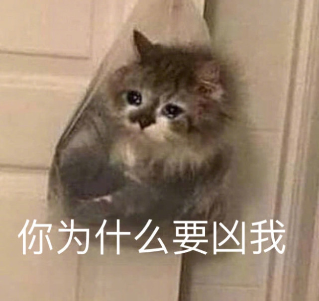 可爱猫猫表情包 表情包