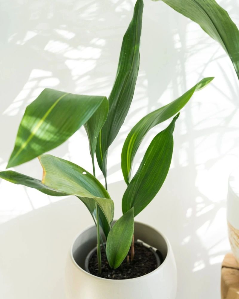 叶子斑斓的一叶兰你会喜欢么这植物养室内真心好打理耐阴耐旱