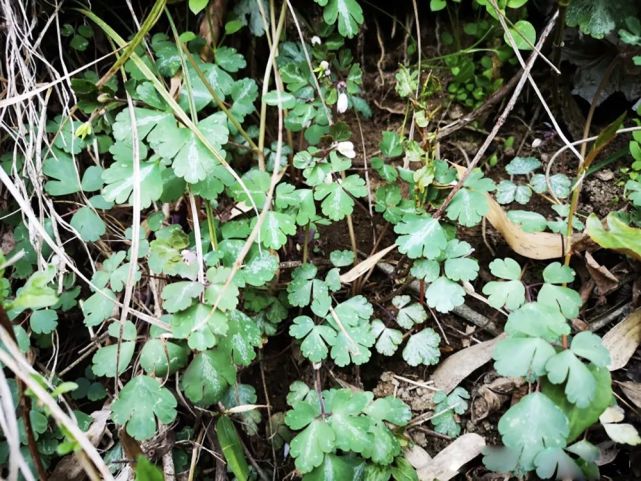 俗称耗子屎儿时当零食吃如今20元一斤有啥神奇之处