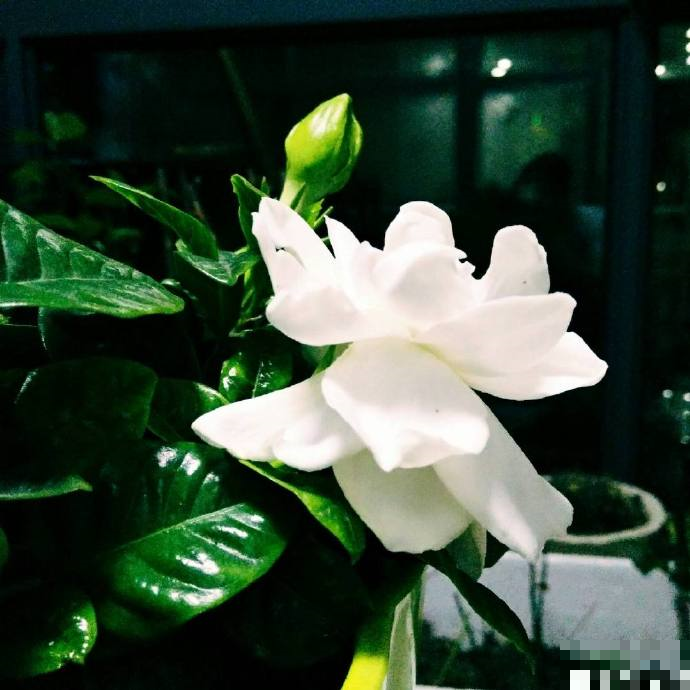 花瓣三分,赤红如血,以此花花瓣服下,可预见他人将遇之祸,故得名谶花