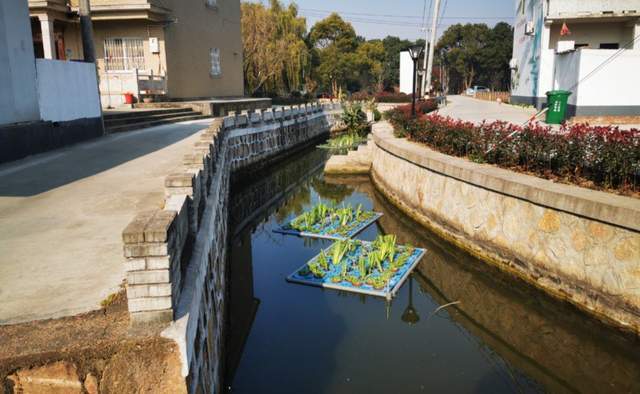 新奇苏州吴江横扇街道厍港村里来了一群人在河道里种菜