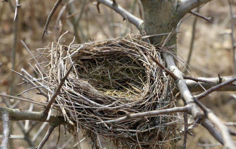 为什么鸟窝大多都是朝天而建不怕被雨淋吗科普一下涨涨知识