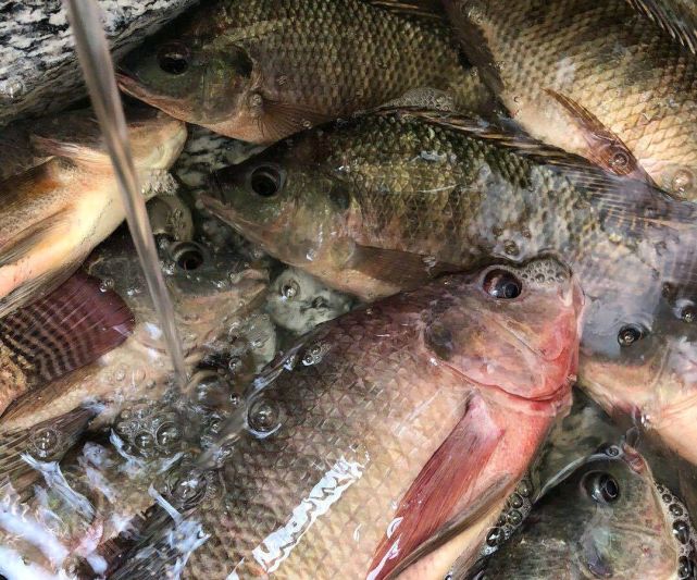 罗非鱼|鲫鱼|鱼类|罗非