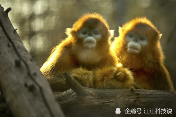 生肖猴 12月27日会遇见一生中大贵人 他能让你富得流油 腾讯新闻