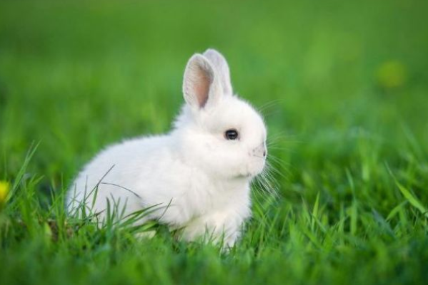 生肖兔:无论如何别抛弃下面这个人,他是2021年的摇钱树!