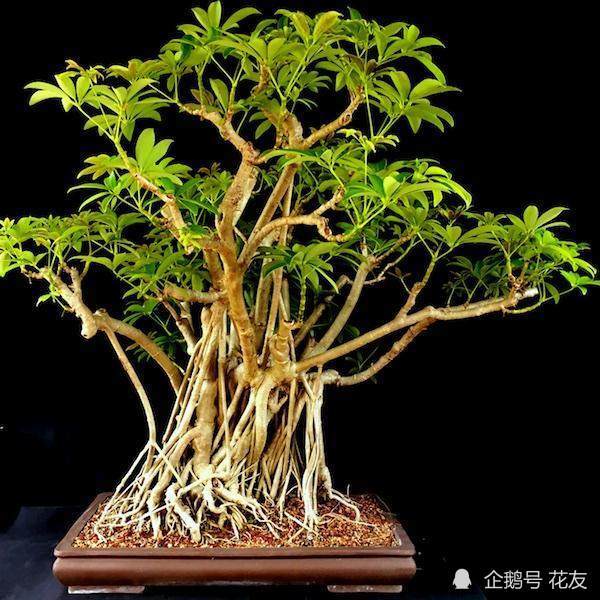 鹅掌柴附石盆景一,选材直接选择矮化品种,或选择高20-30cm的鹅掌柴