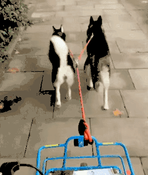 成语猪什么狗什么_猪背上一个手抓心成语(3)