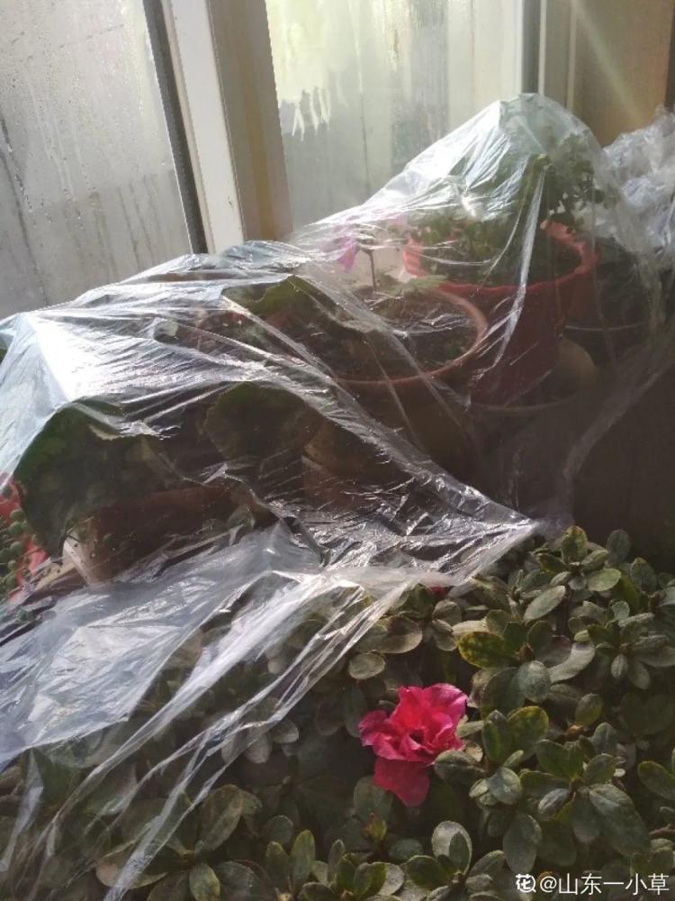 冬天养花,给花套个塑料袋,安全过冬