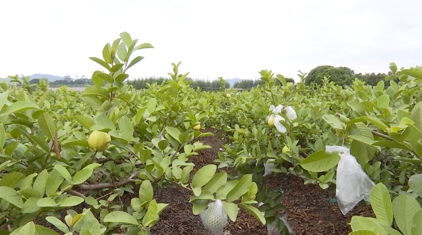 四季福地丨芭乐,乐了云霄一村人_腾讯新闻