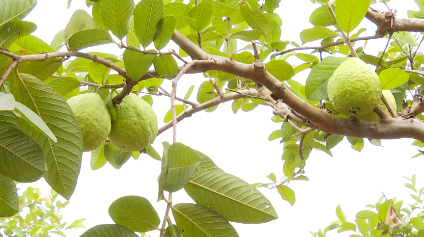 成片的芭乐树长势旺盛又迎来新一轮的采摘期陈岱镇峰外村的芭乐入冬