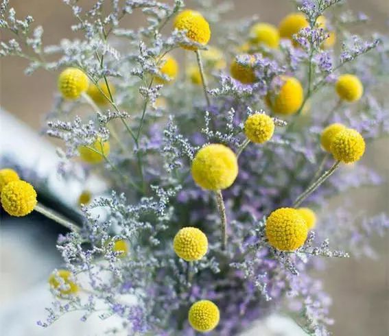 澳洲金槌花满怀幸福小棒槌