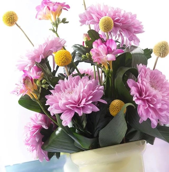 澳洲金槌花满怀幸福小棒槌