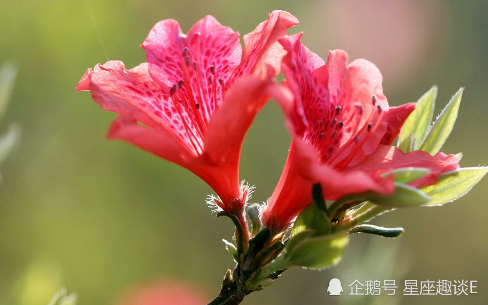 12月26日星座运势 金牛感情和睦 天秤注重细节 水瓶脚踏实地 腾讯新闻