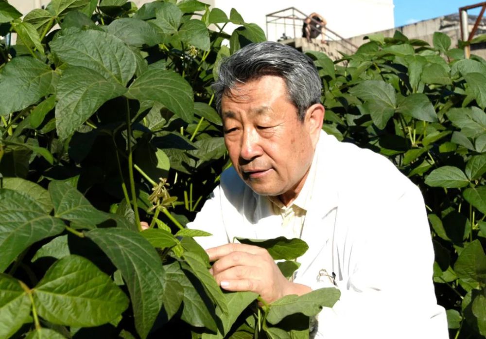 孙寰 孙寰执着于寻找大豆细胞质雄性不育系,是因为它是培育杂交大豆的