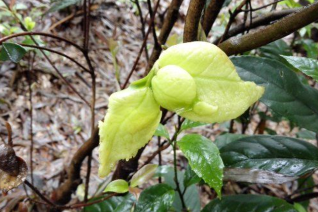 野果名叫茶耳朵可遇不可求不是人选育出的实乃是病菌惹的祸