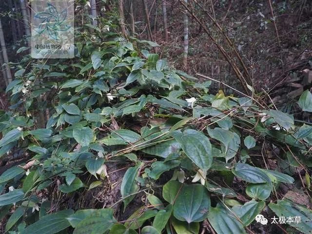 雪里开见过吗对头胃腹肌肉及关节等疼痛均有止痛作用