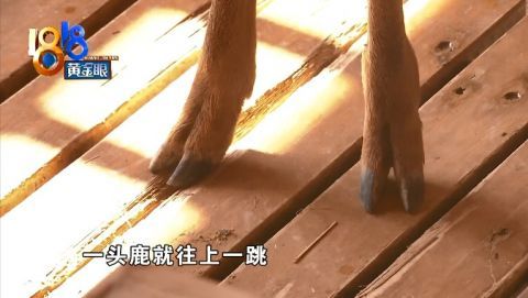 外孙度假乐园里喂鹿,鹿蹄突然搭上了后背……|莫干山|鹿蹄|孩子|梅花