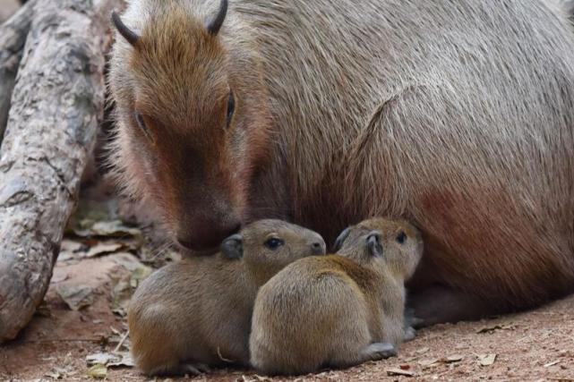 萌翻深圳野生动物园水豚顺利产下五胞胎