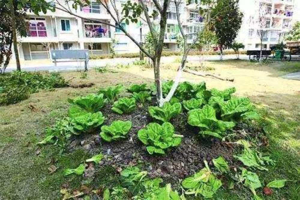 (圖片來源:網絡) 景觀河河堤被改造成菜園