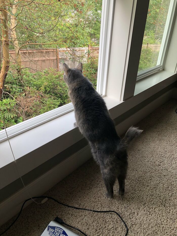 邻居一有动静猫咪就趴在窗户上看