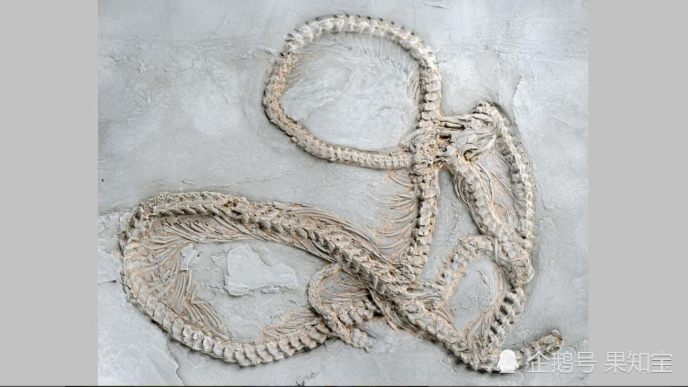 科学家发现:世界上最古老的巨蛇化石_腾讯新闻