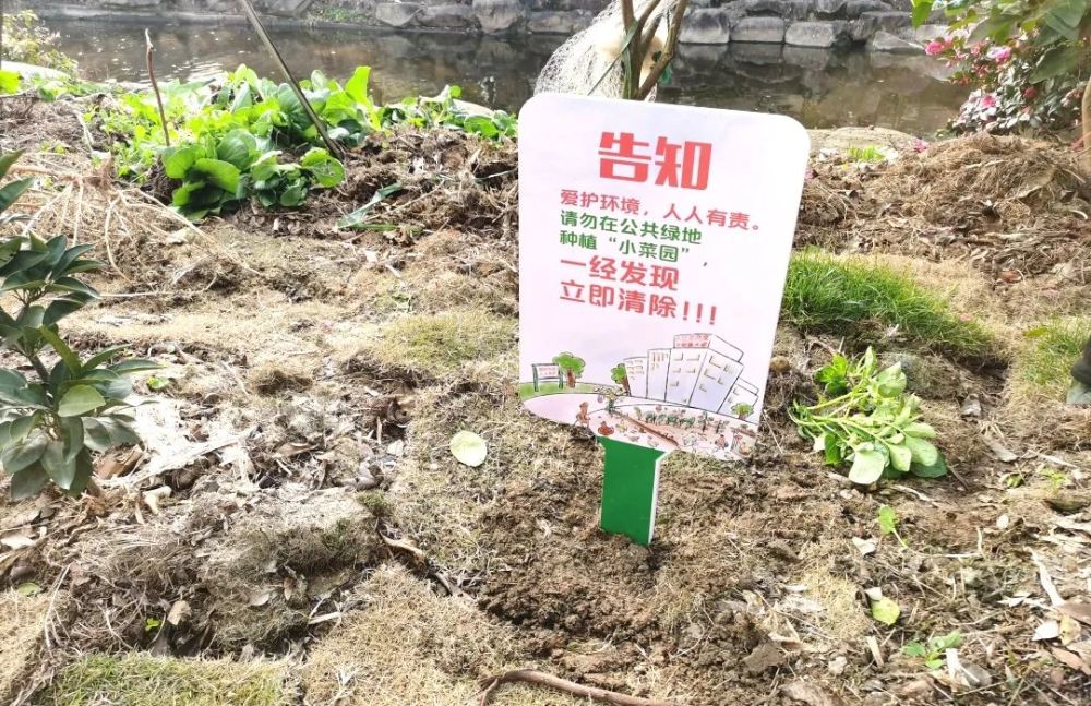 罚款!温岭开出首例小区毁绿种菜罚单_腾讯新闻