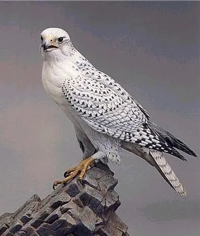 海东青是种什么鸟?|飞鸟与游鱼-07_腾讯新闻