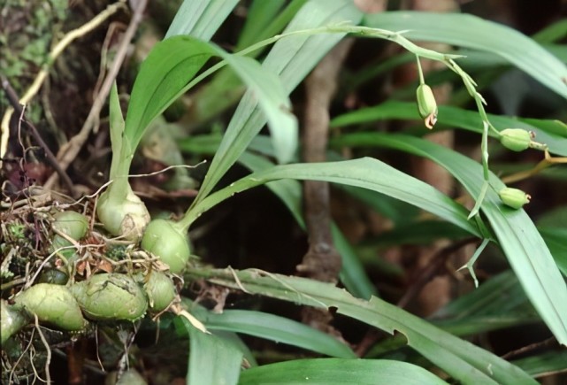 叶片长得像羊耳,殊不知药用价值很高,一斤卖100多,农民抢着挖