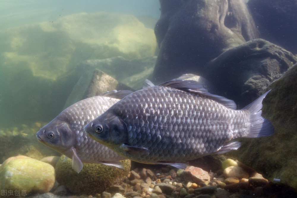 四大家鱼是指的哪几种鱼?为什么鲤鱼不算?原来还有这样一段故事
