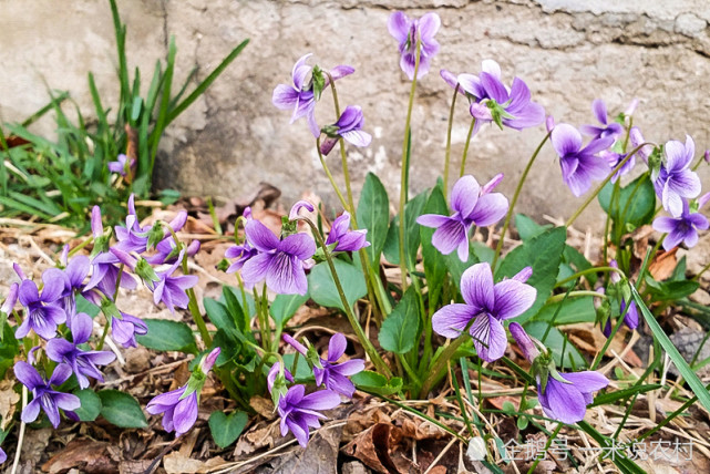 人称 面布袋 曾是穷人救命菜 根是良药30一斤却少人懂 农村 植物 地黄瓜