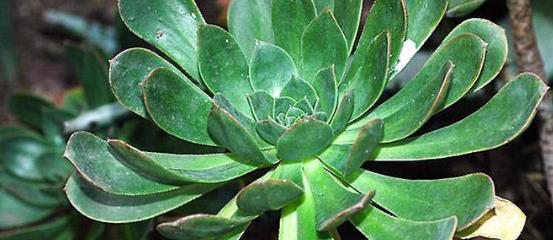 6种大型多肉植物 颜值高好养护 阳台种一盆 大气上档次 多肉