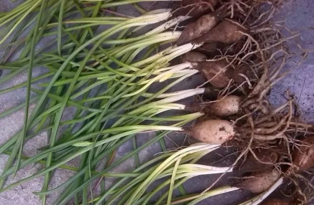 长土里的枣子儿时挖来当糖吃如今20元一斤你也许吃过