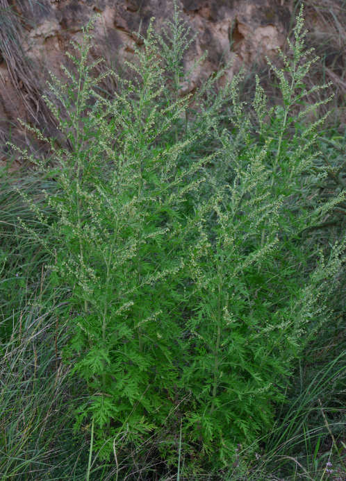 荒野維生野菜系列白蒿