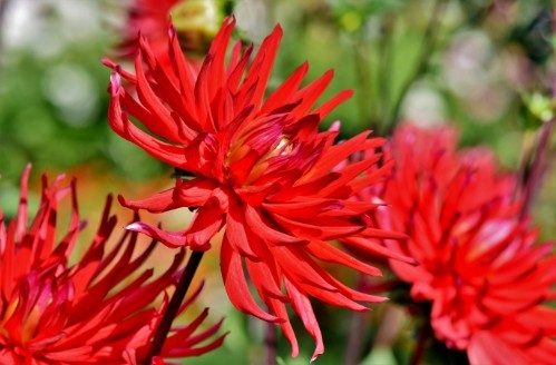 不差钱 的4大生肖女命带金运 旺夫旺子 旺家庭 旺夫旺子 生肖 生肖羊 旺夫