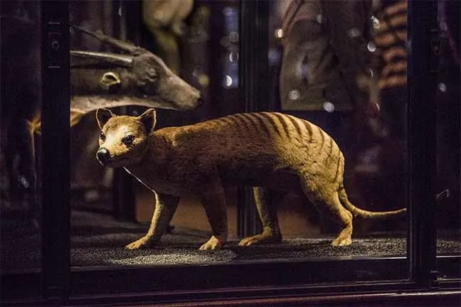 最後一隻袋狼於1936年在霍巴特動物園死亡.