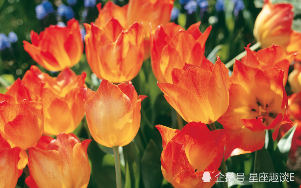 12月27日星座运势 金牛敞开心扉 天蝎明辨是非 水瓶灵活多变 腾讯新闻