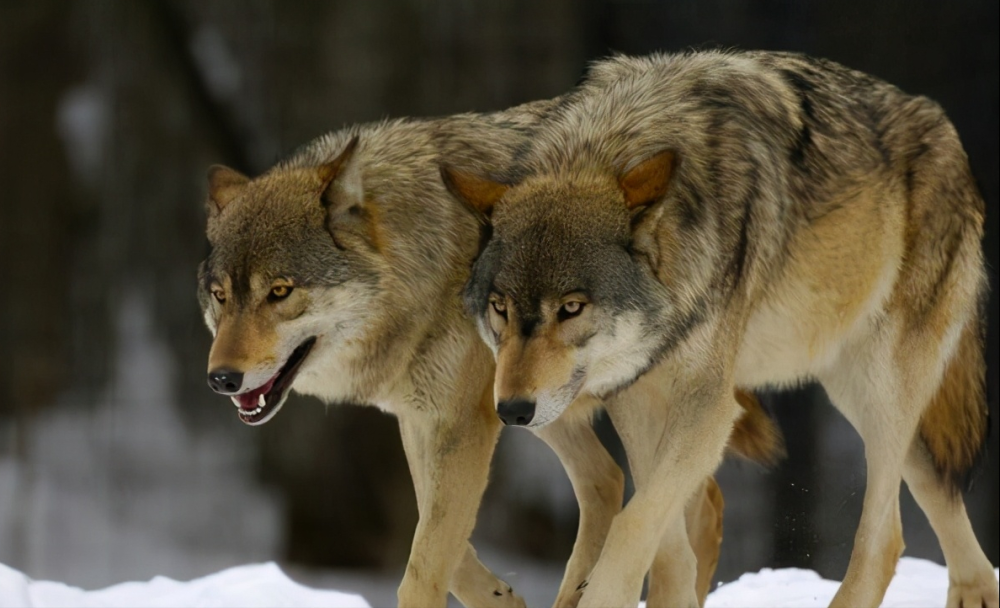 狼道穷人要想翻身努力次之先拥有这一样东西才能少走弯路