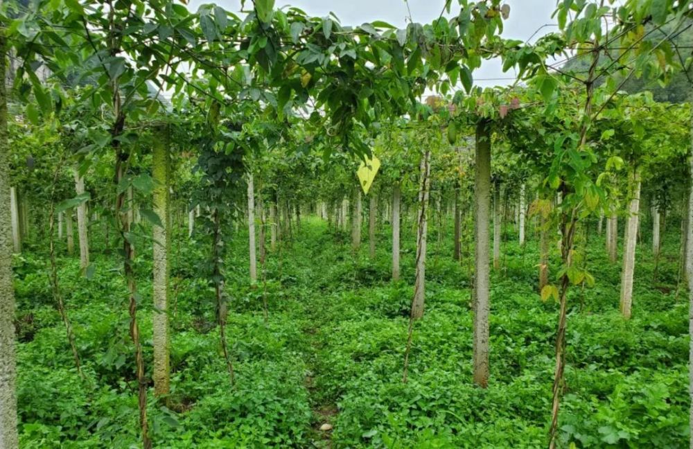 的20亩八月瓜罗雷增收了10万元左右基地负责人  罗雷八月瓜种植完以后