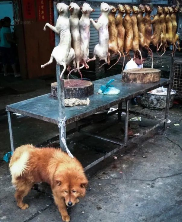 催生了违法犯罪的市场使用非法手段捕杀土狗倒卖牟利一些不法分子伺机