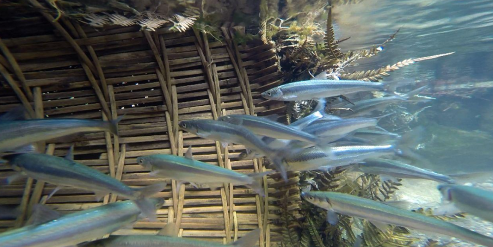 田地面积见过青鱼阵的人们定会为这一壮观景象而震撼(抚仙湖湿地)四绝