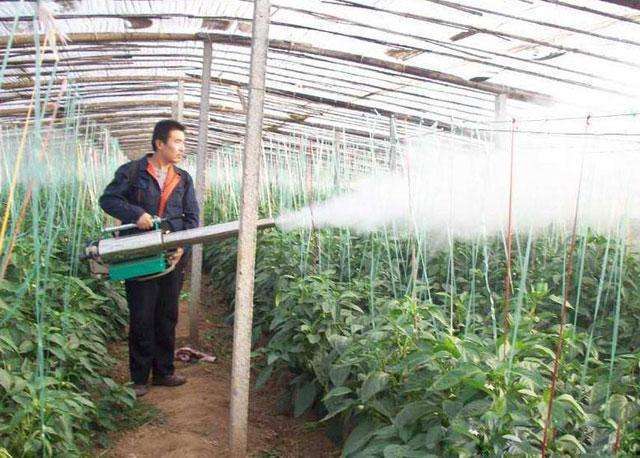 阴天大棚蔬菜打药需要注意哪些问题?这6点你得知道