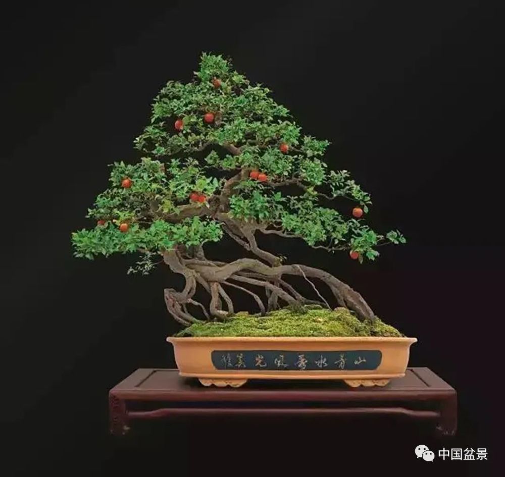 盆景博览园藏品金弹子盆景欣赏金弹子主要分布在四川,重庆,云南昭通