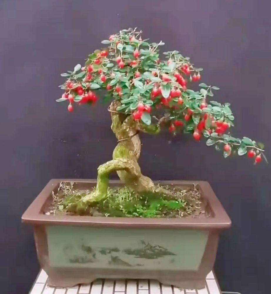 枸杞盆栽怎么样?_腾讯新闻